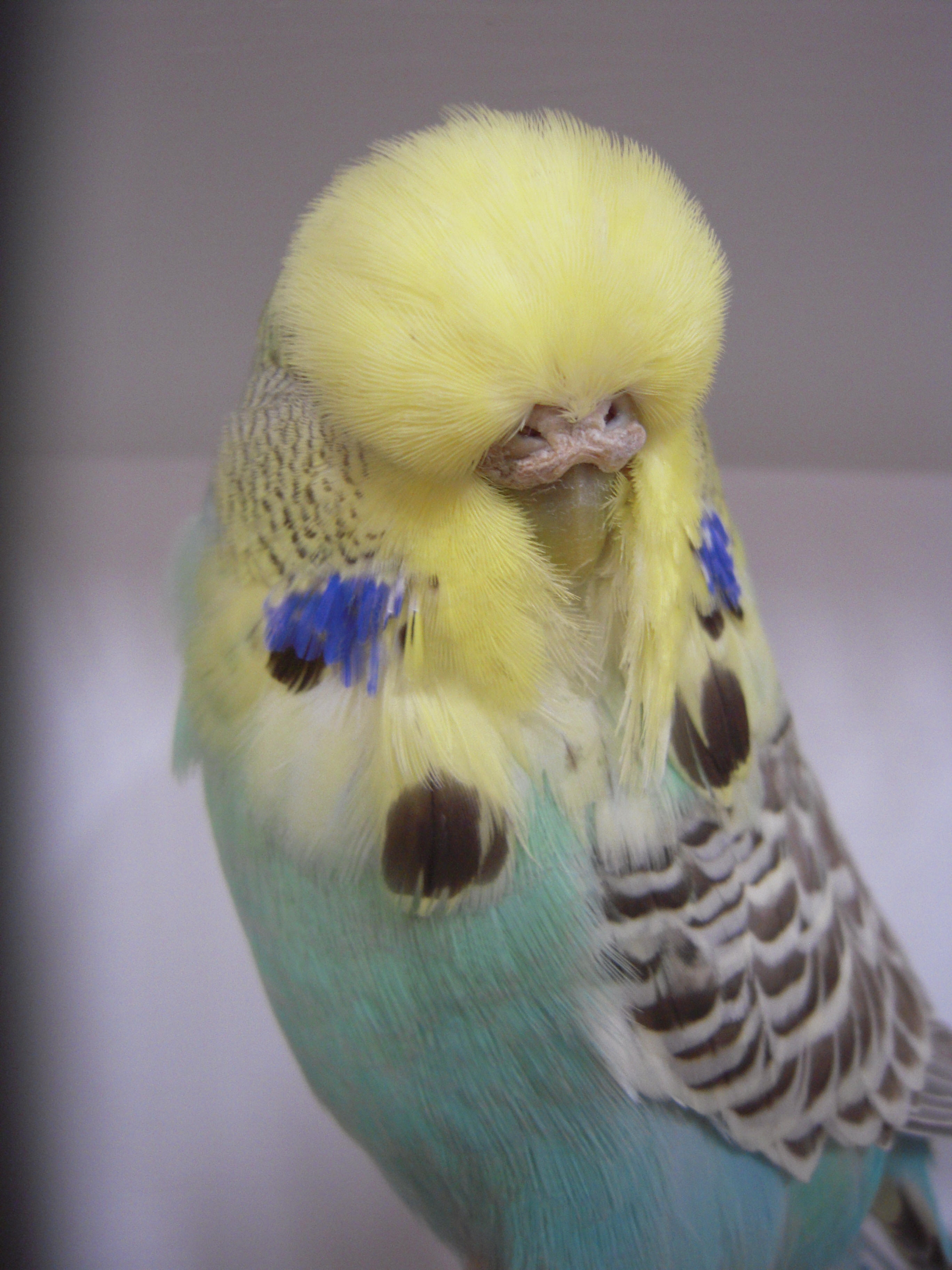 Yellow 2024 face budgie